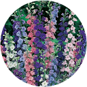 Fatima Santos Fatima Santos